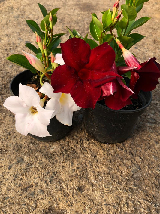 Dipladenia Mandevilla Jade Red and White (15cm)