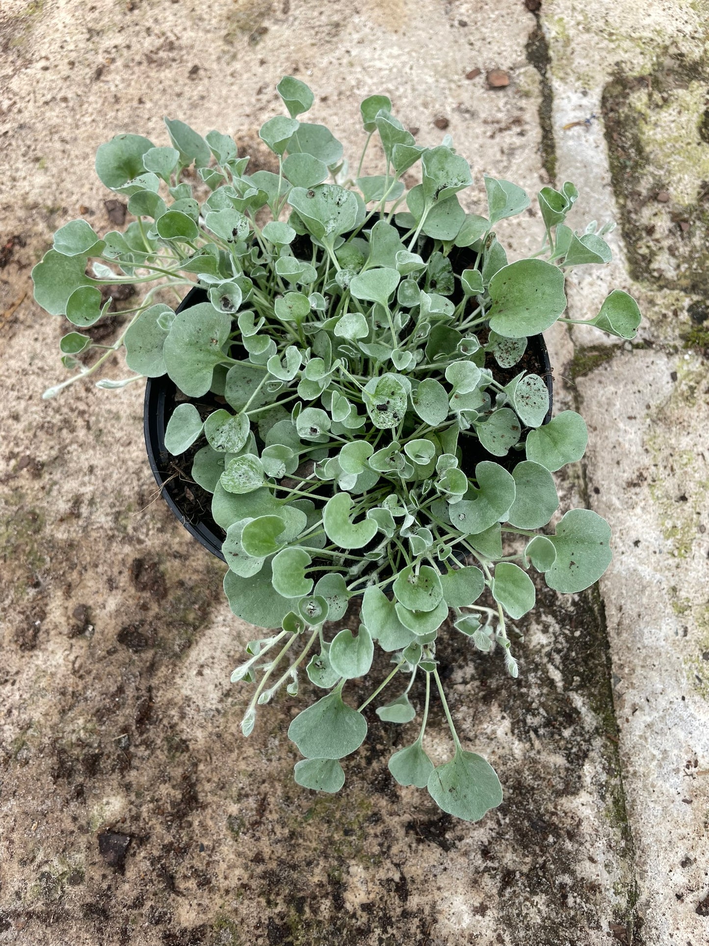 Dichondra Silver Falls (15cm)