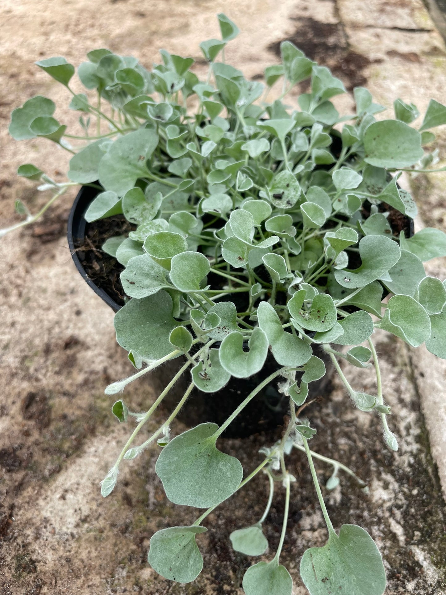 Dichondra Silver Falls (15cm)