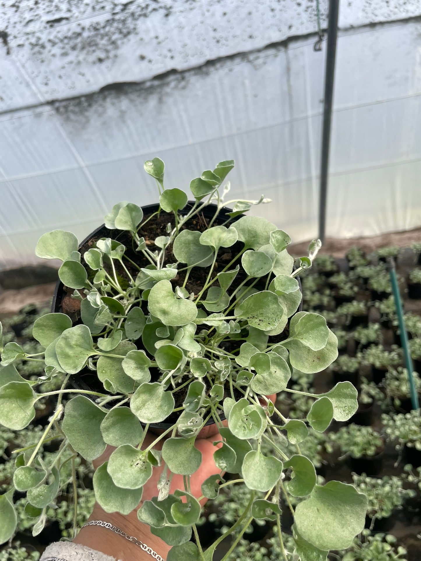 Dichondra Silver Falls (15cm)