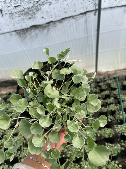 Dichondra Silver Falls (15cm)