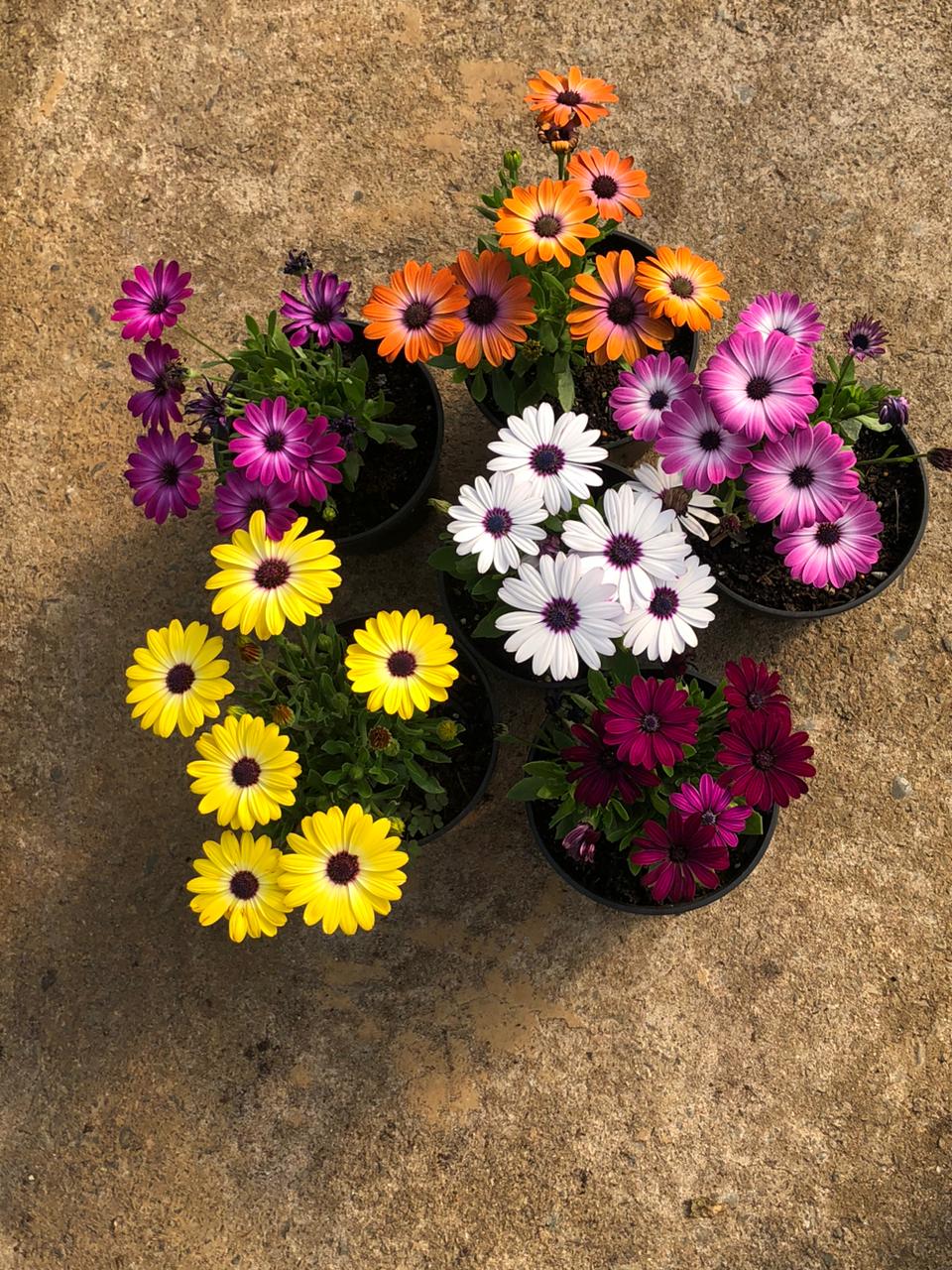 Osteospermum (15cm)