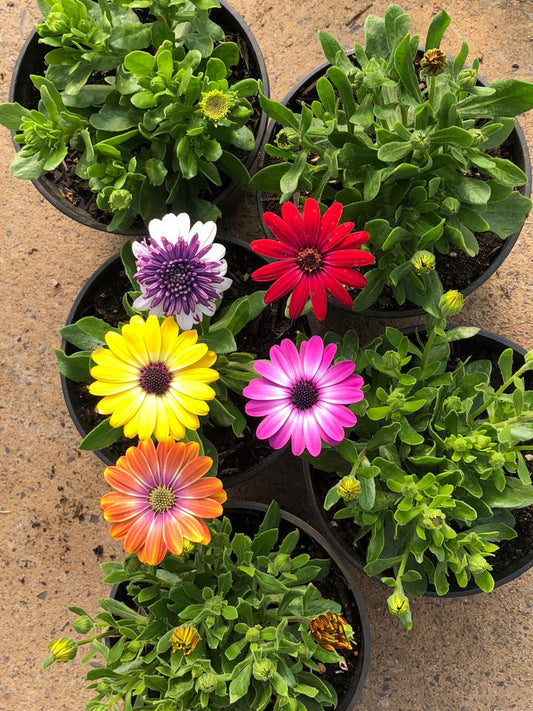 Osteospermum (15cm)