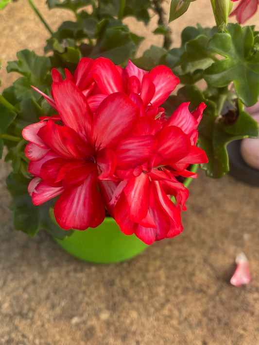 Pelargonium Red and White (15cm)