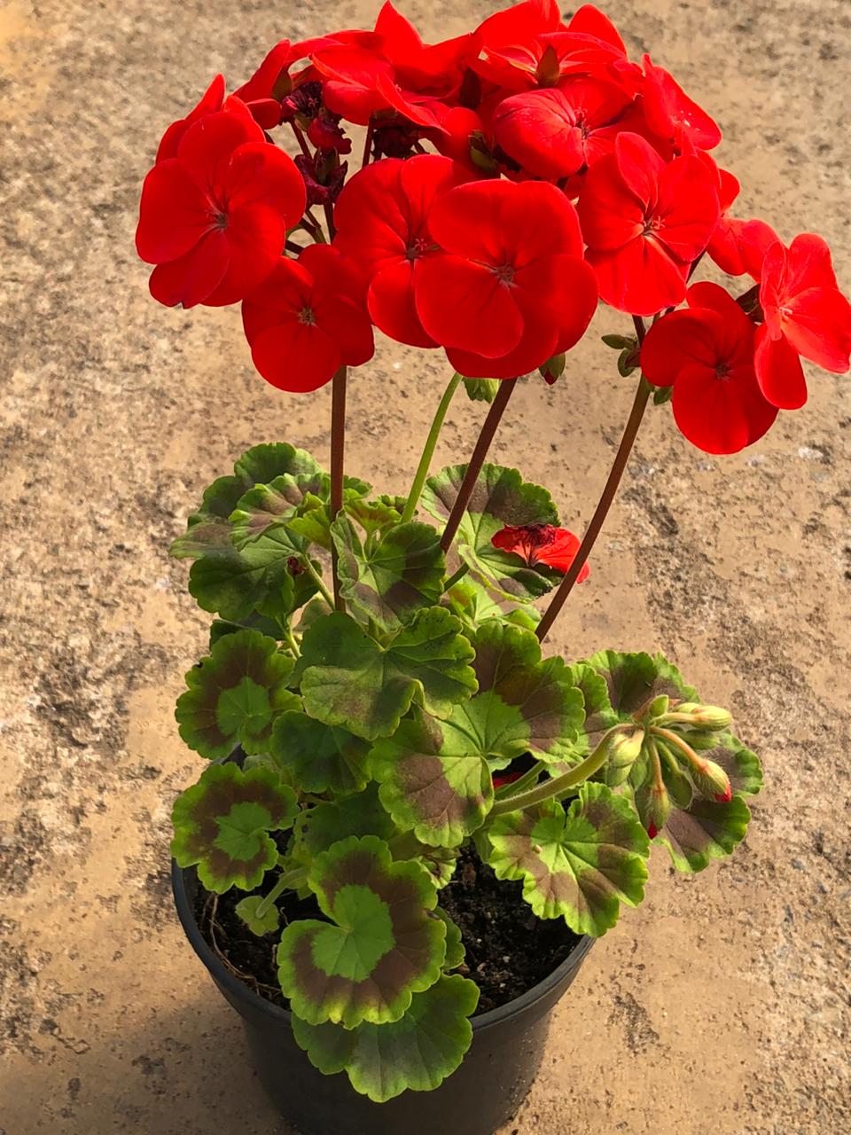 Pelargonium Bright Red (15cm)