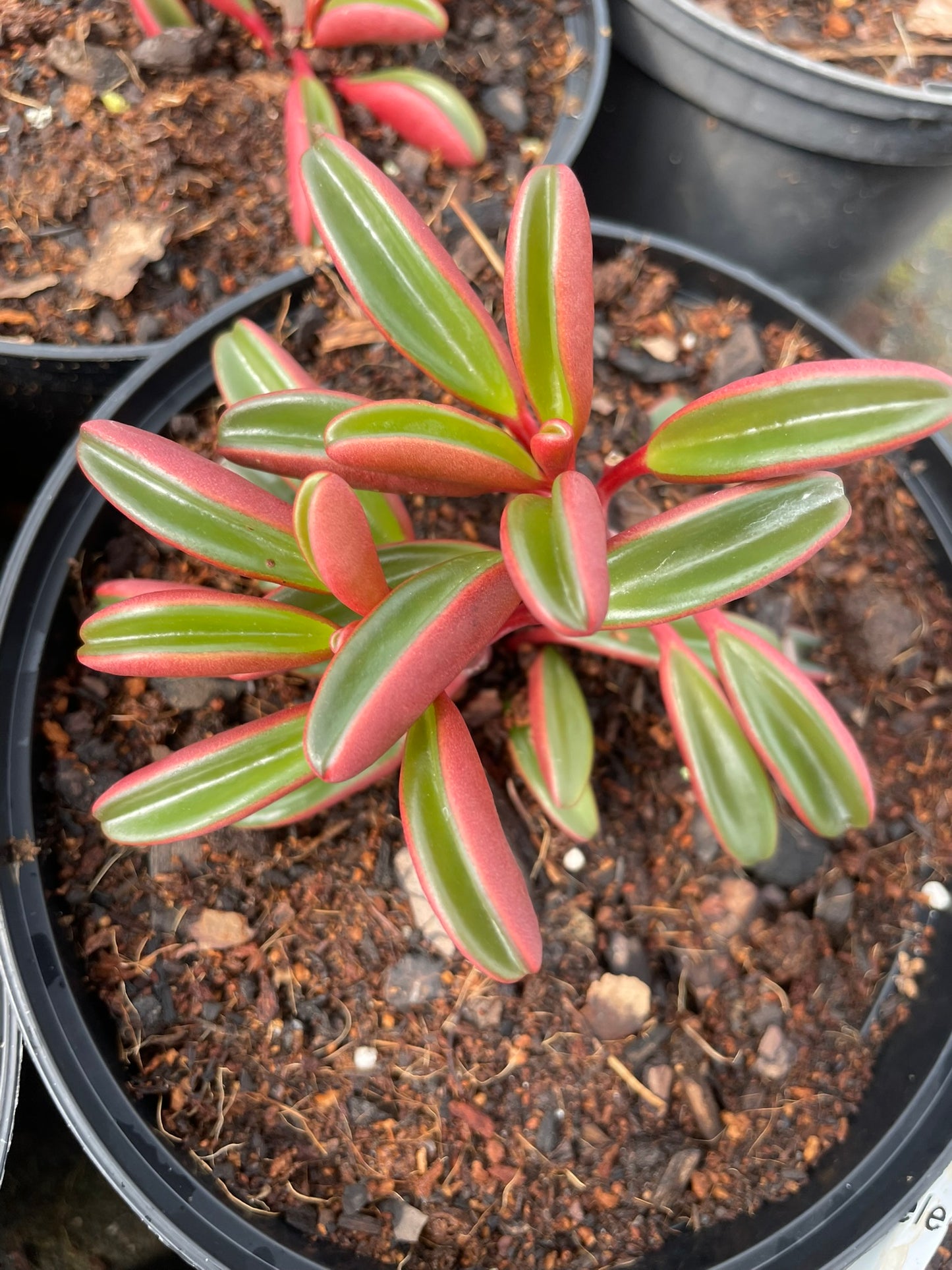 Peperomia Graveolens (15cm)