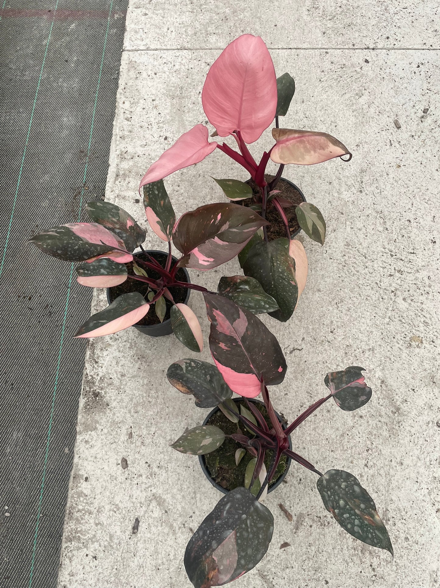 Philodendron Pink Princess (19cm)