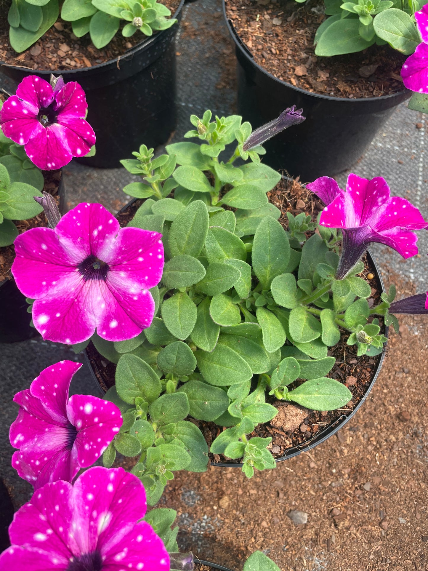 Petunias (15cm)