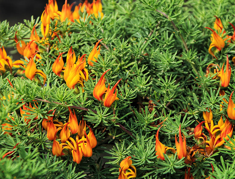 Lotus Berthelotii (15cm)