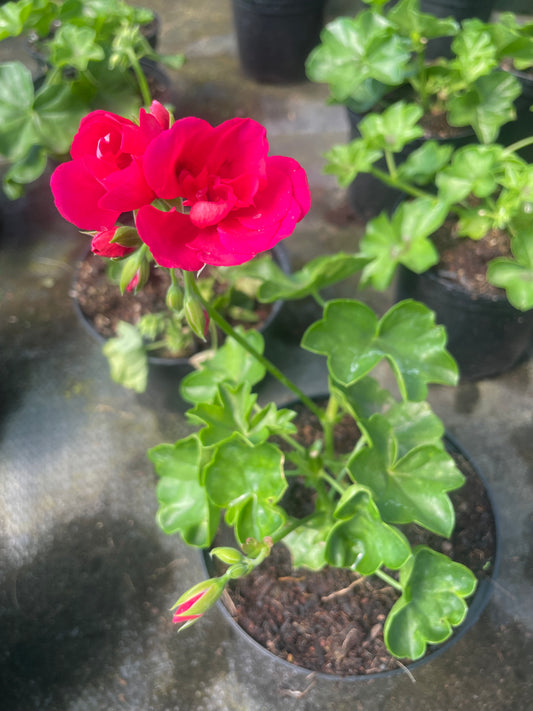Geranium Vibrant Pink (15cm)