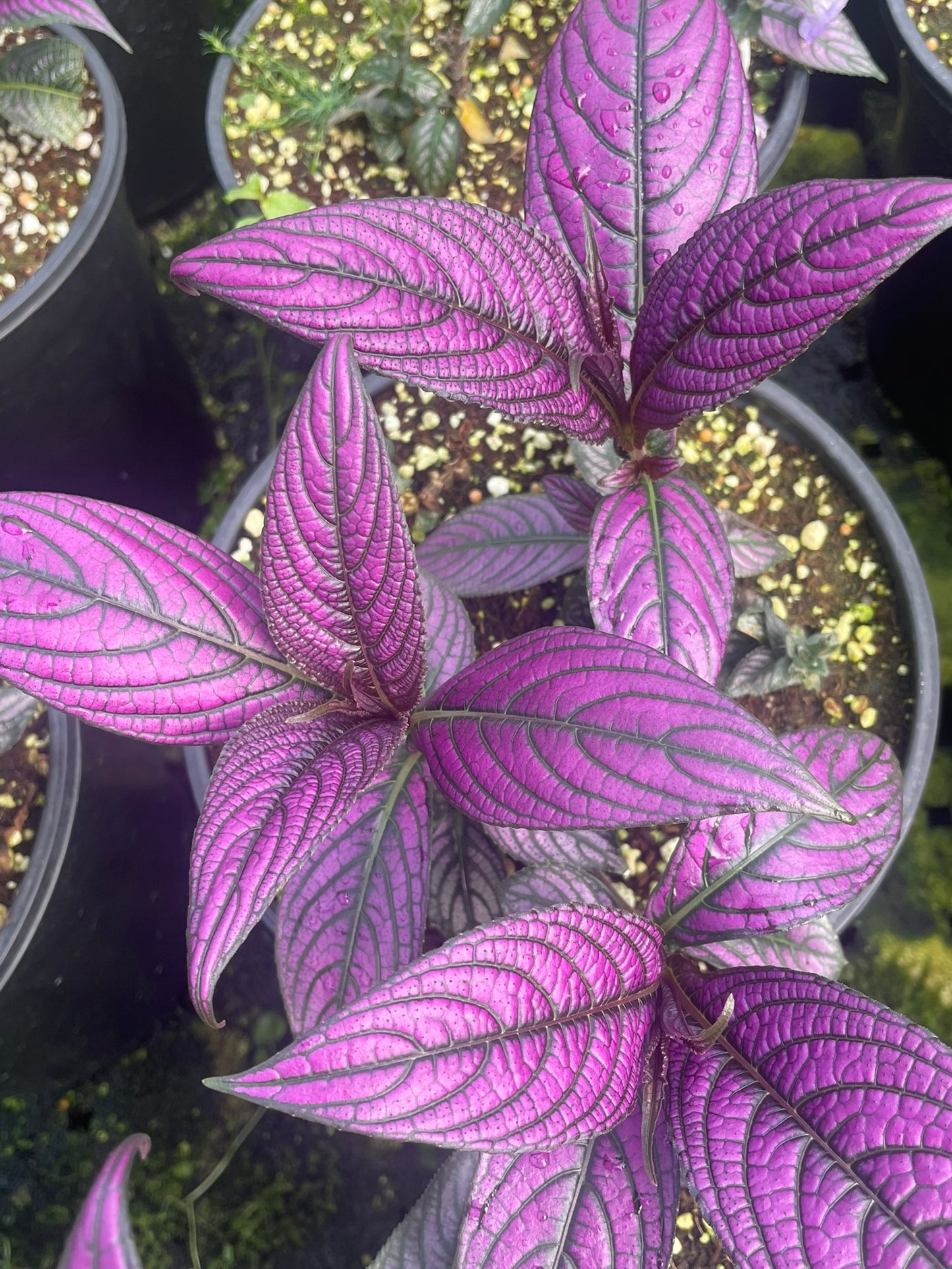 Strobilanthes Dyerianus