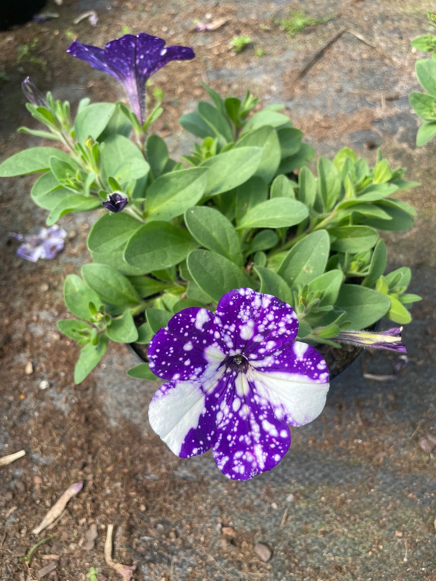 Petunias (15cm)