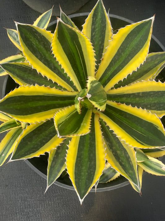 Agave Quadricolor (27cm)