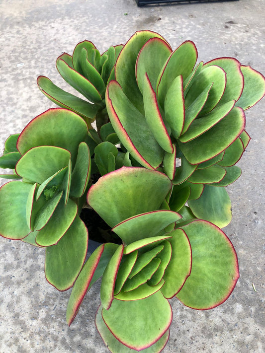 Paddle Plant (27cm)
