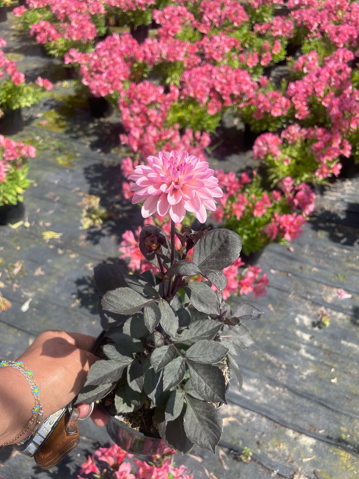 Dahlia Dreamy Lilac Double Bloom (15cm)