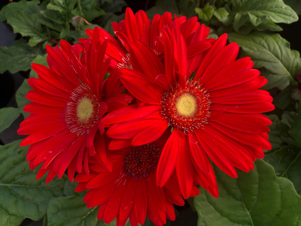 Gerbera (15cm)