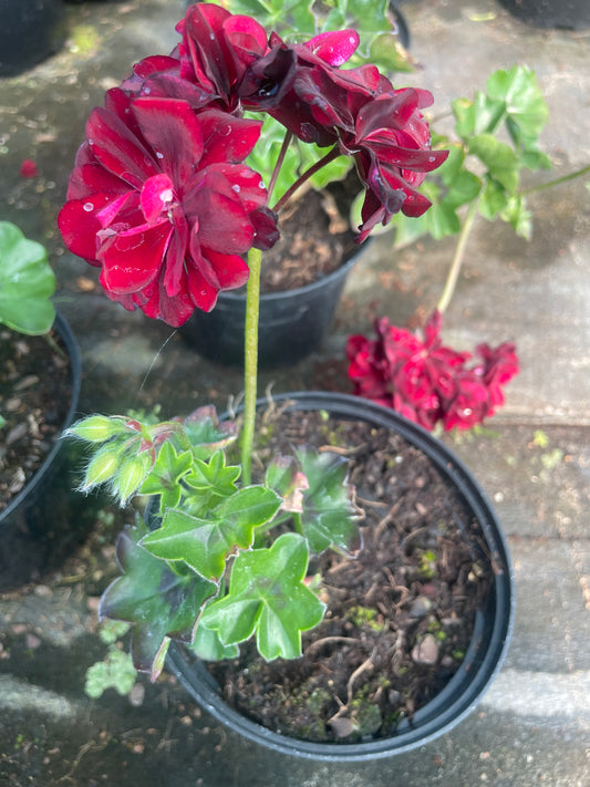 Geranium Dark Red (15cm)