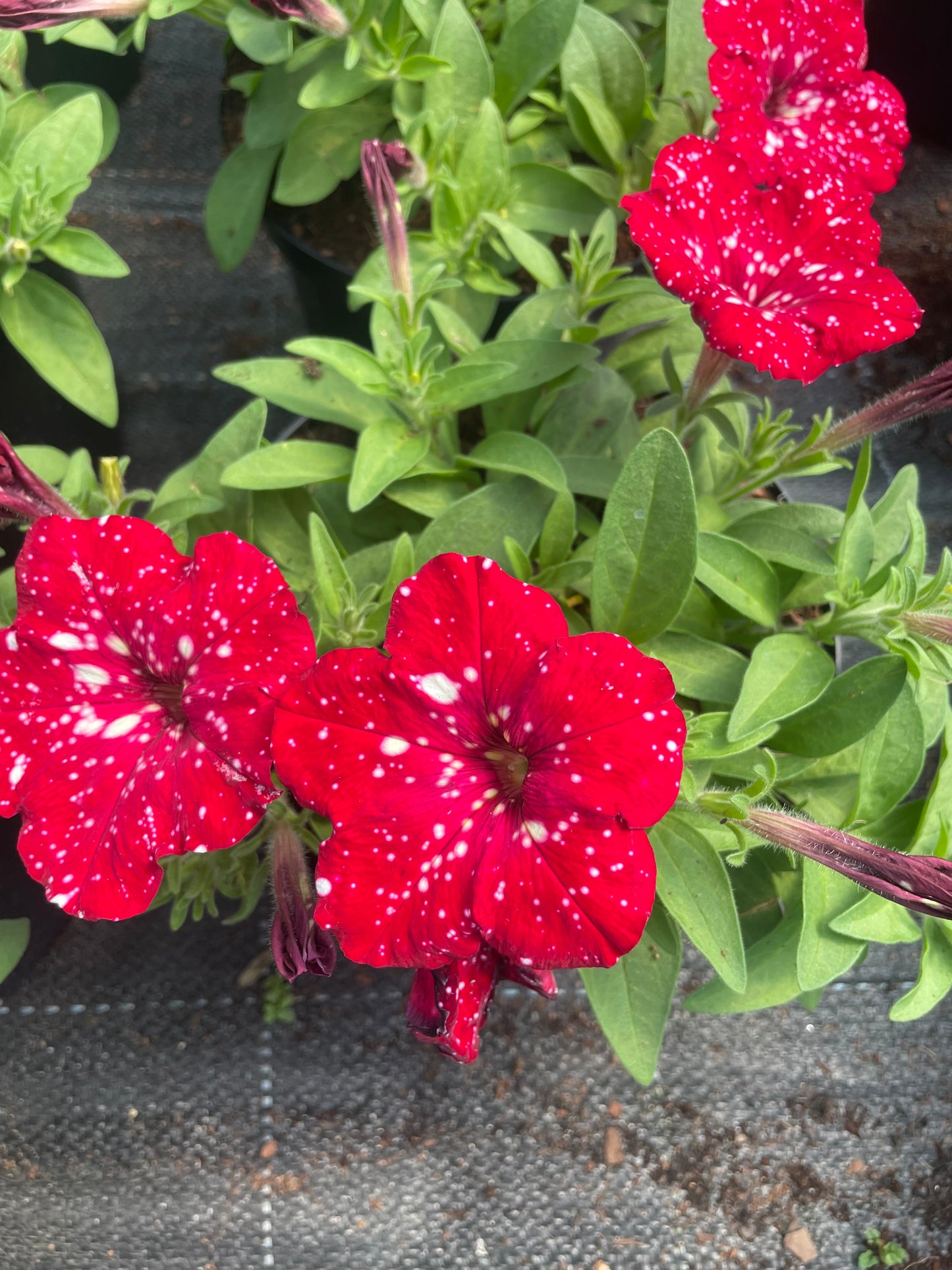 Petunias (15cm)