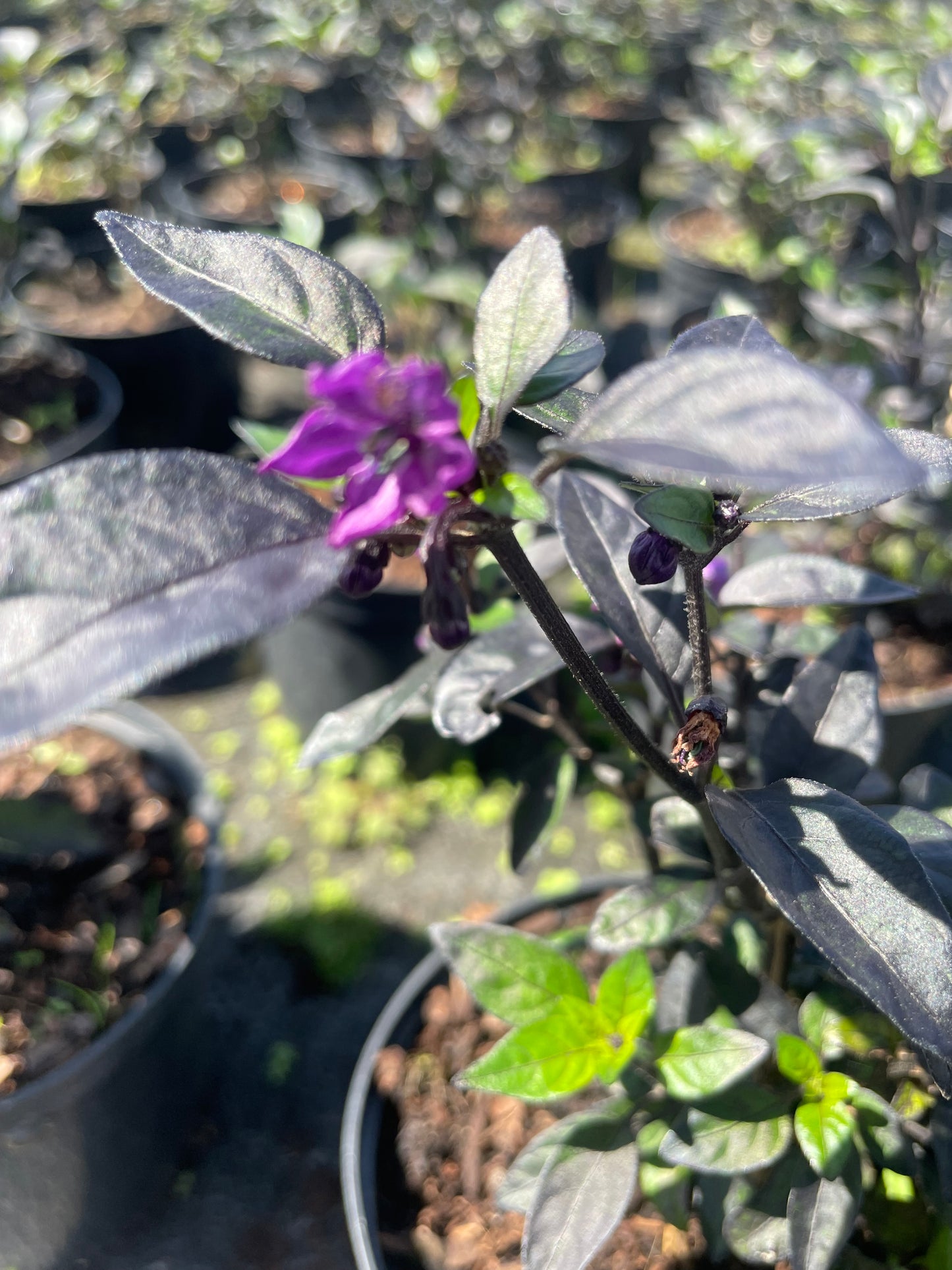 Capsicum Annum ‘ Black Pearl’ (15cm)