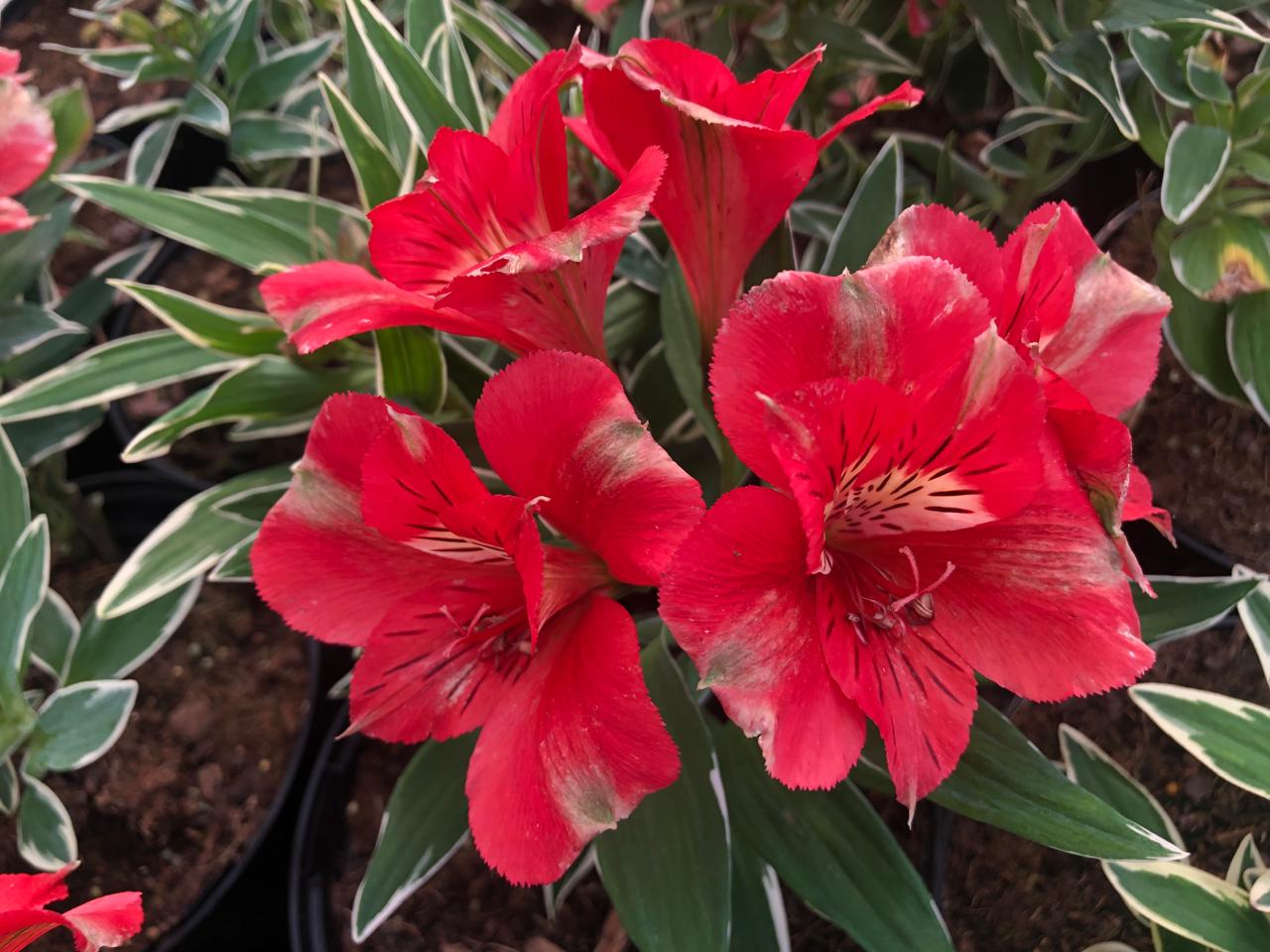 Alstroemeria Colorita Katiana (17cm)