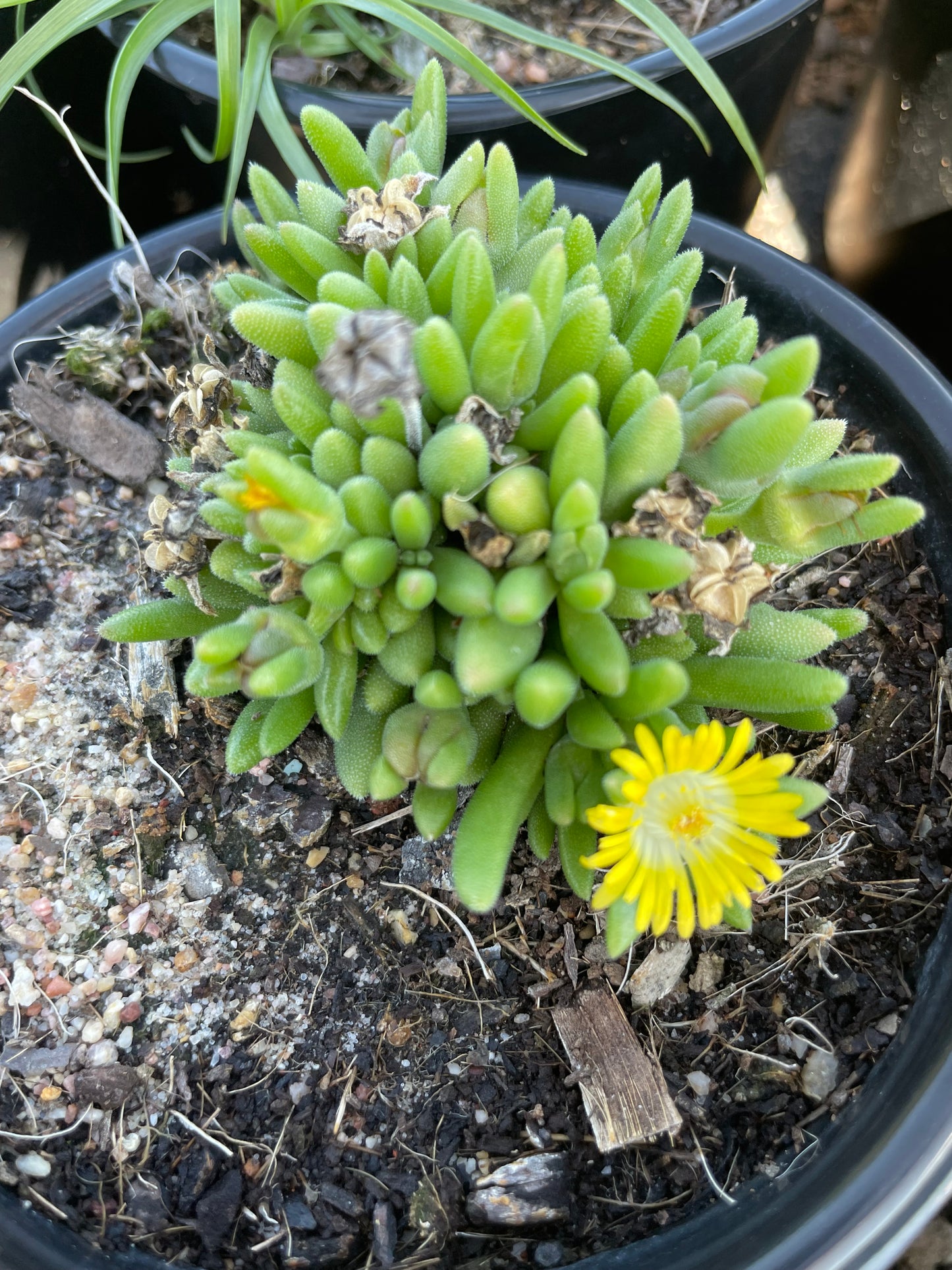 Delosperma (15cm)