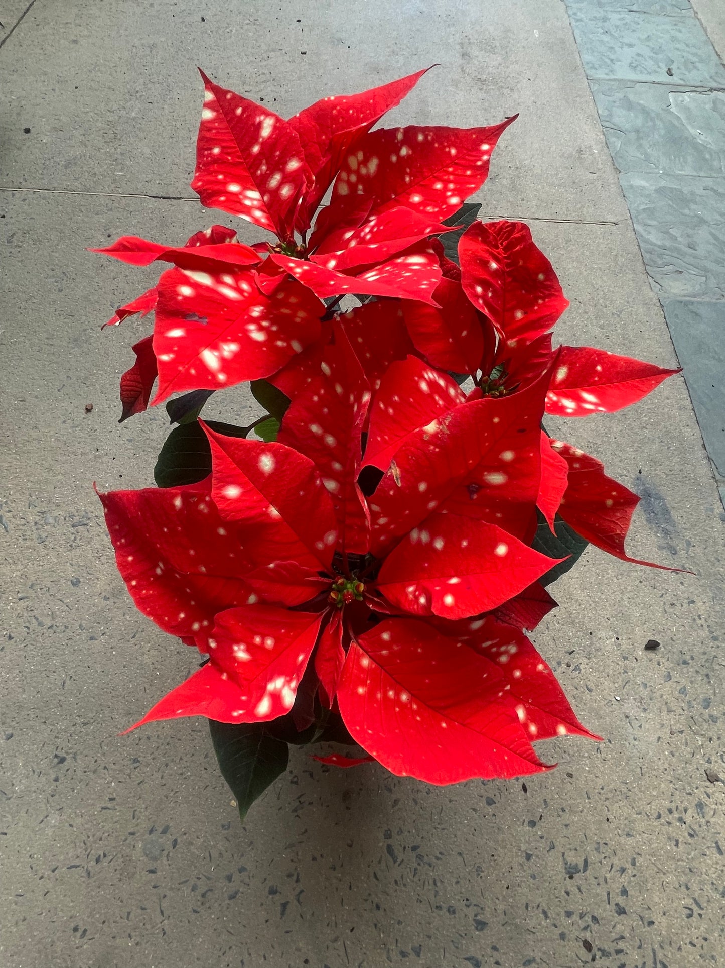 Poinsettia 15cm