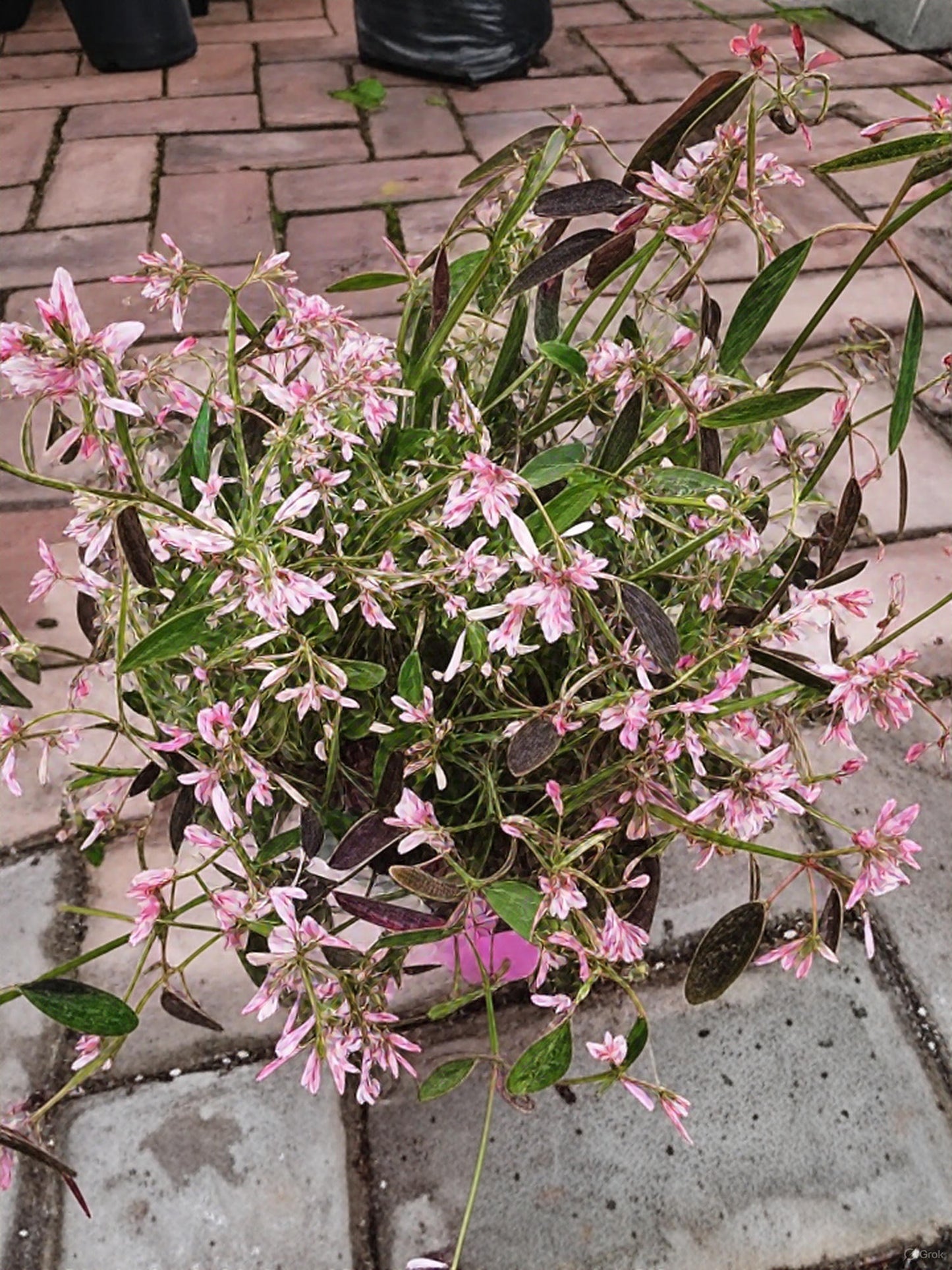 PW Euphorbia Tickled Pink (17cm)