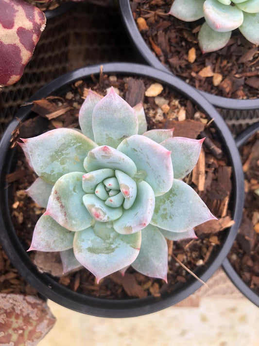 Echeveria Blue Bird 9 cm
