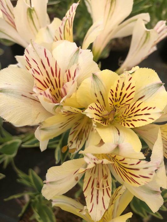 Alstroemeria Inticancha Sunburst Jasmine (17cm)