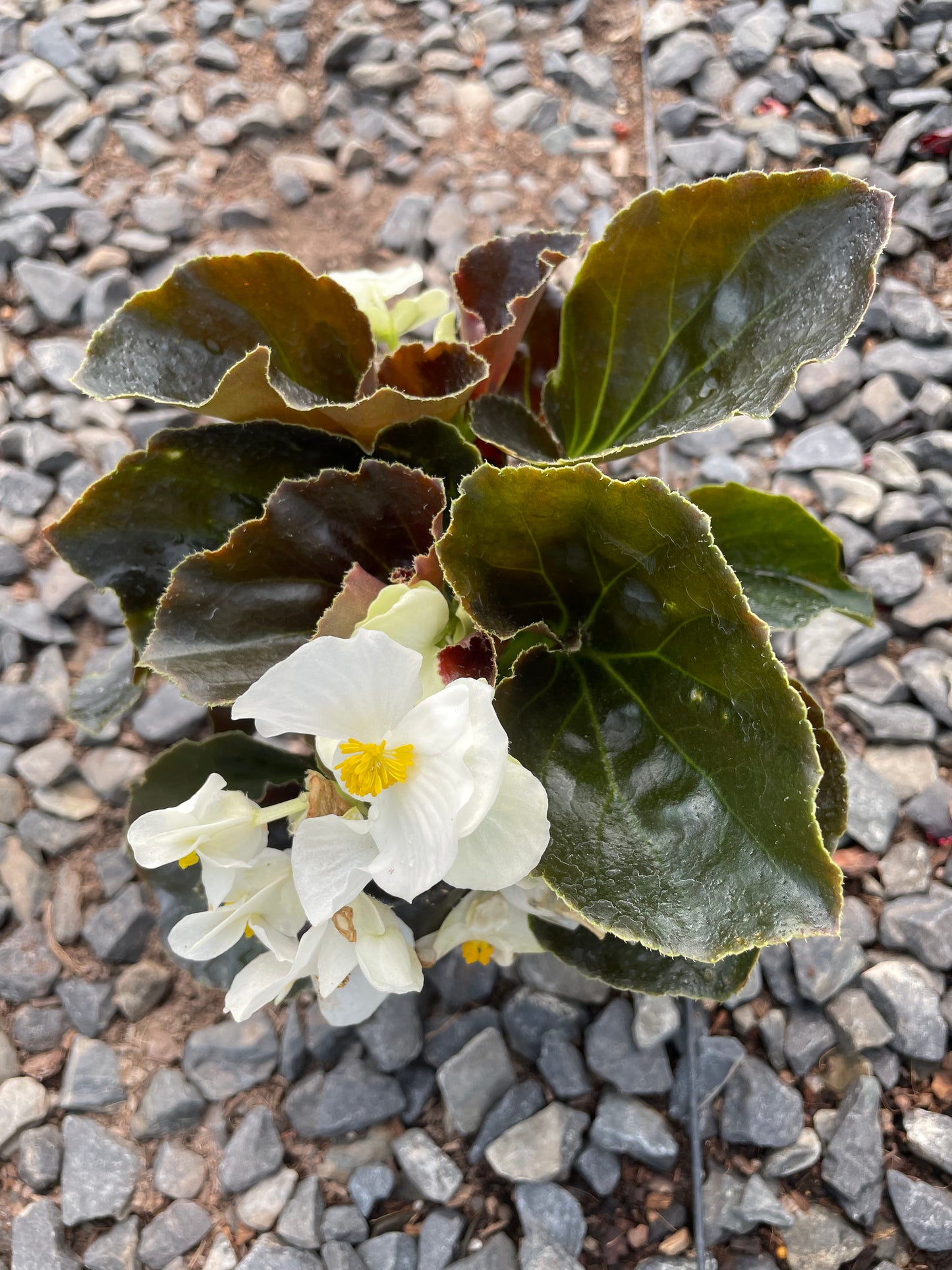 Begonia Superflorens Bronze Leaf (15cm)