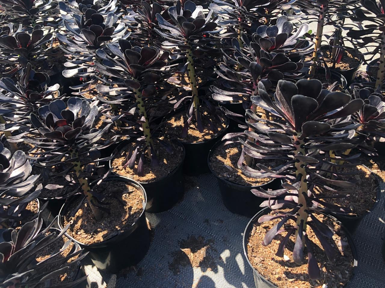 Aeonium Arboreum Zwartkop (17cm)