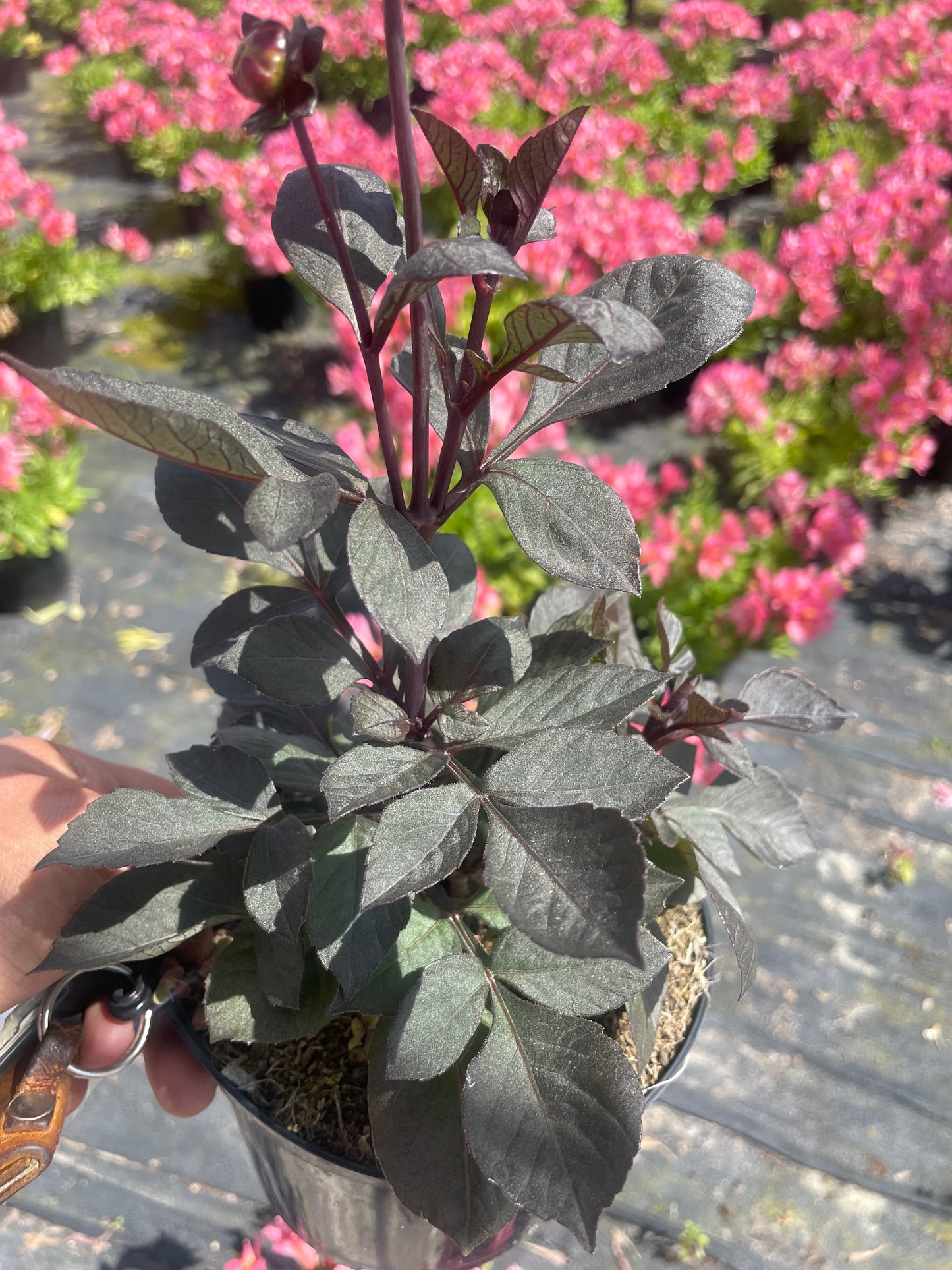 Dahlia Dreamy Lilac Double Bloom (15cm)
