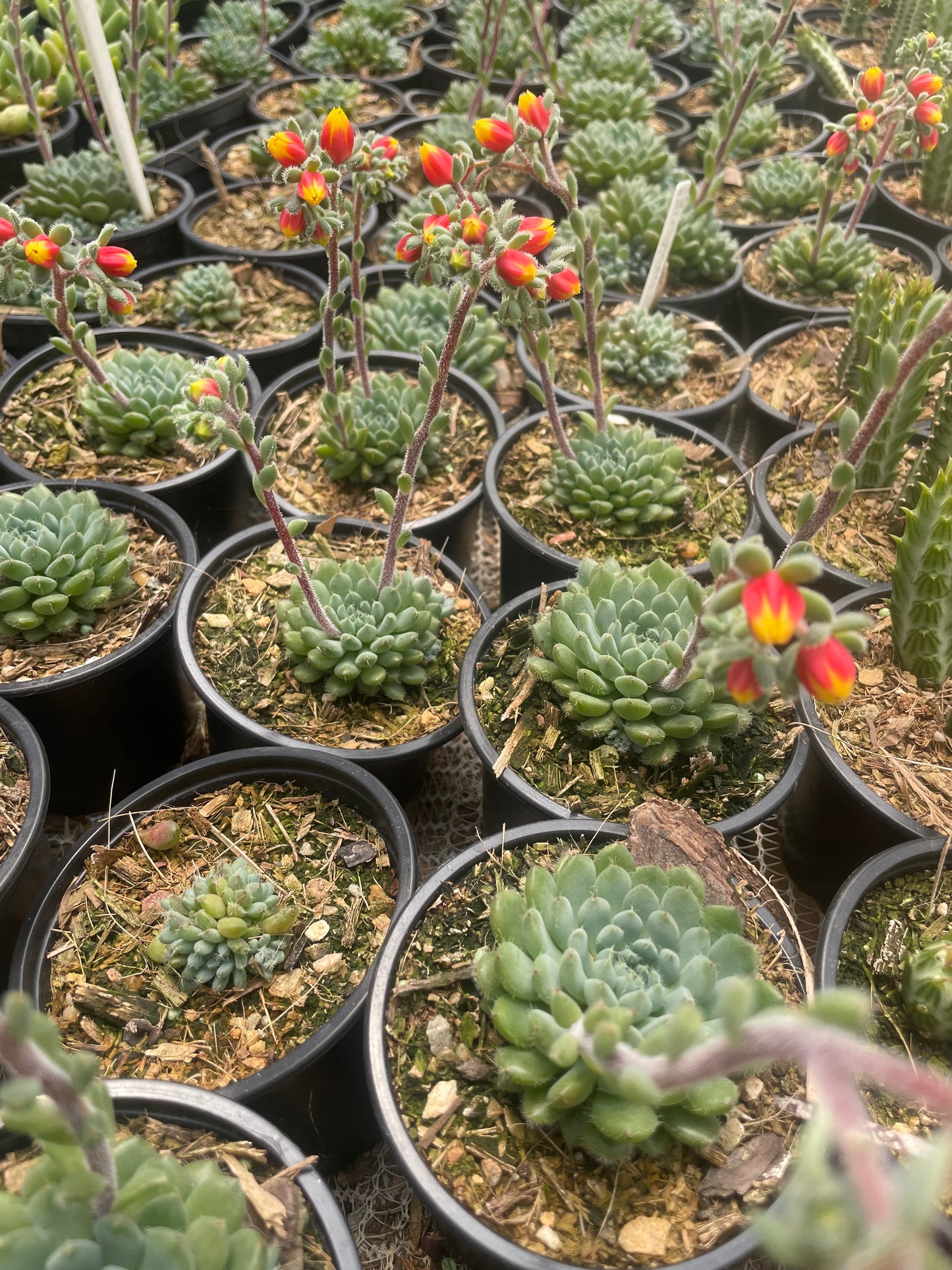 Echeveria Setosa (9cm)