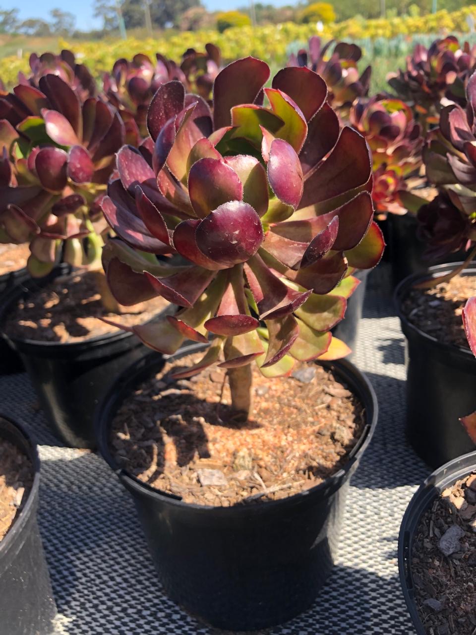 Aeonium Arboreum Atropurpureum (17cm)