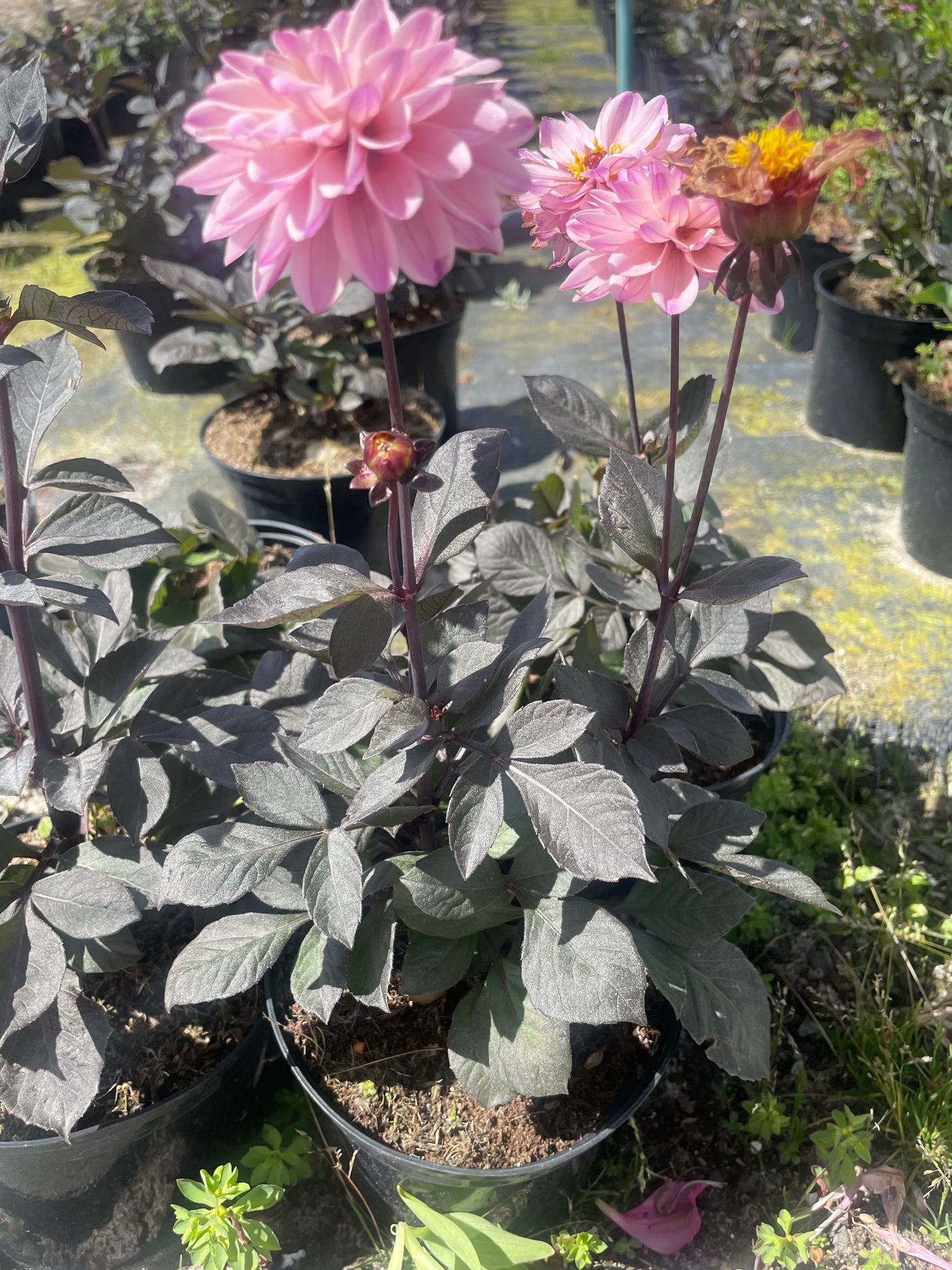 Dahlia Dreamy Lilac Double Bloom (15cm)