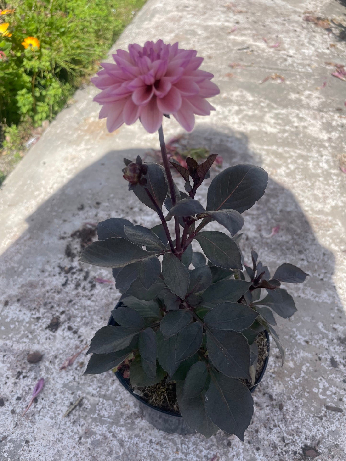 Dahlia Dreamy Lilac Double Bloom (15cm)