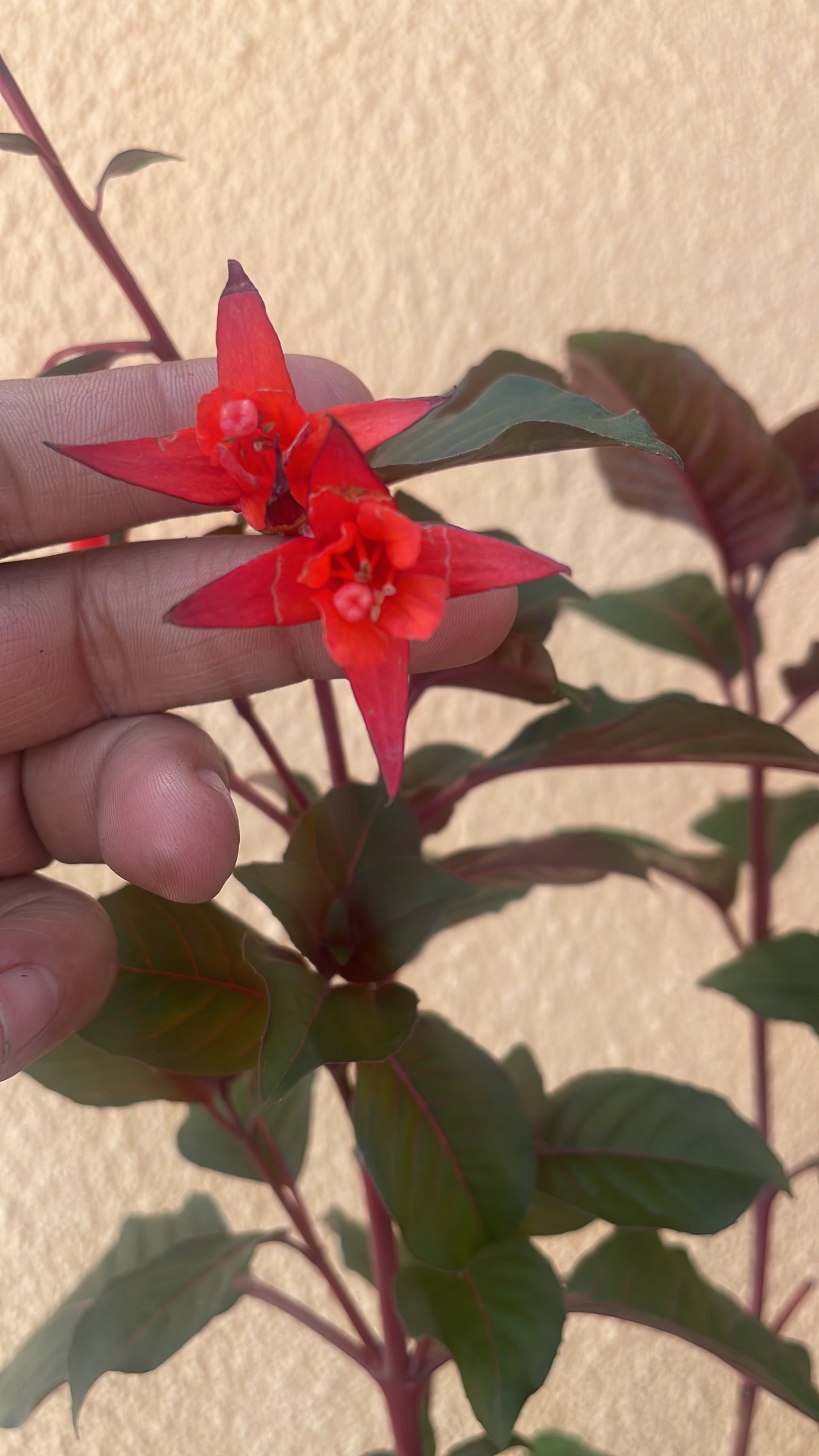 Fuchsia Giant Type (15cm)