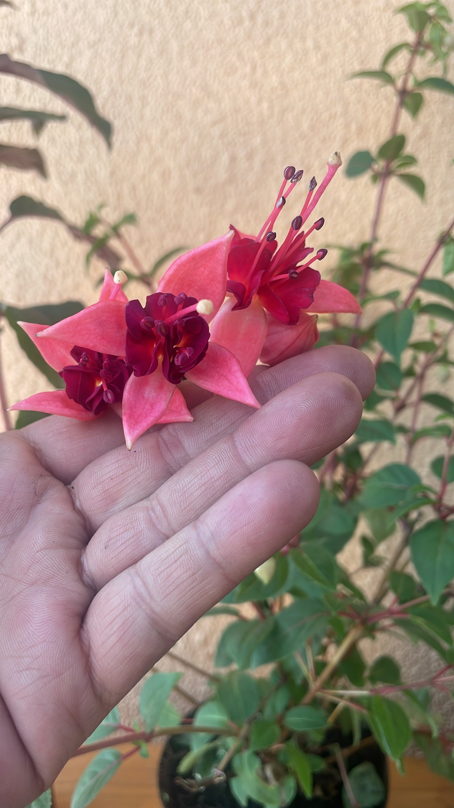 Fuchsia Giant Type (15cm)