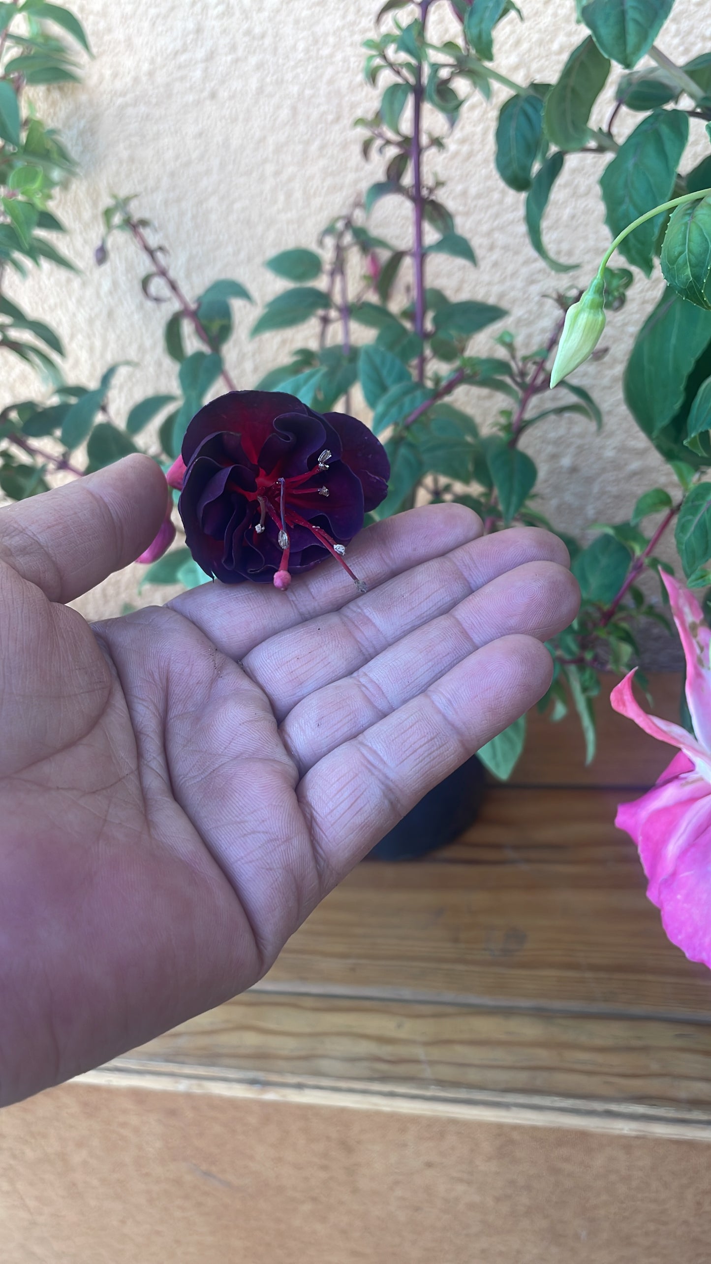 Fuchsia Giant Type (15cm)