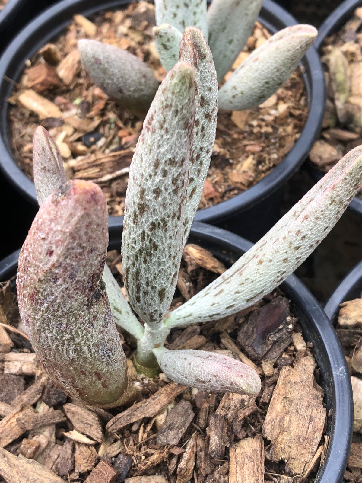 Adromischus Filicaulis (9 cm)