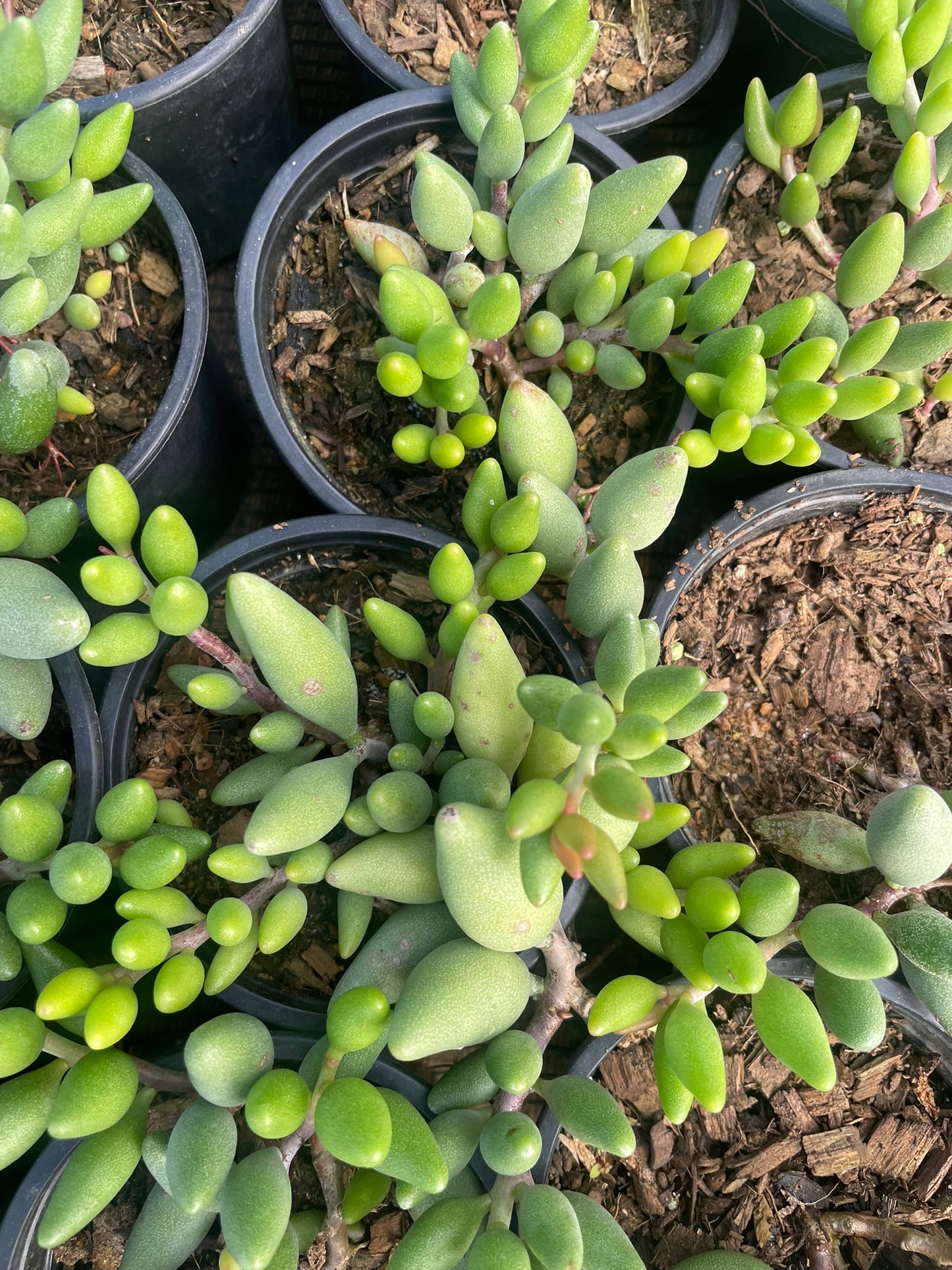 Adromischus Oviforme (9 cm)