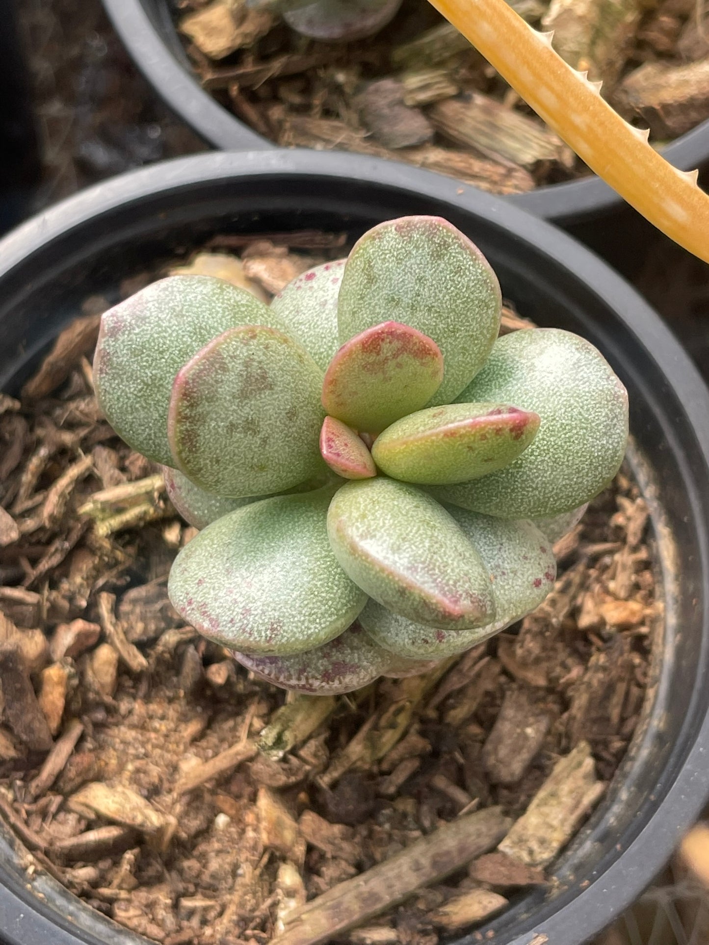 Adromischus Maculatus (9 cm)