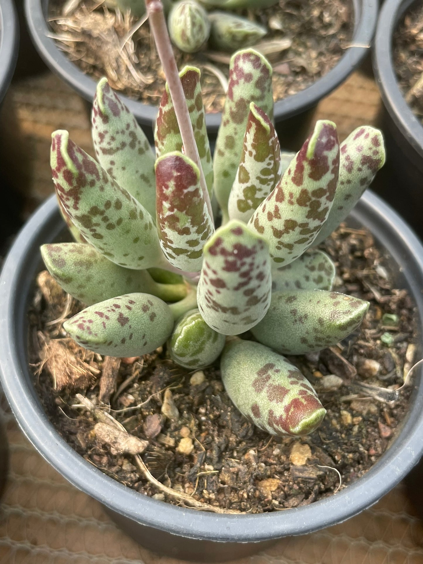 Adromischus Cooperii (9 cm)