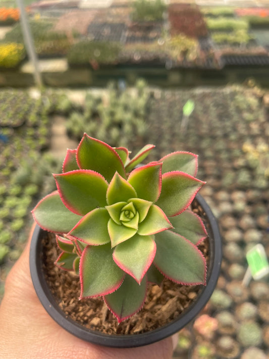 Aeonium Kiwi (9 cm)