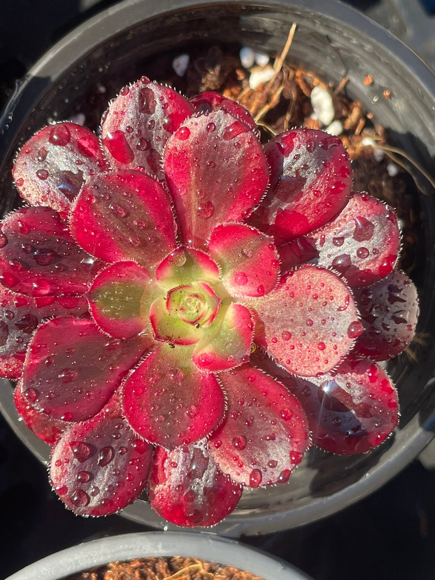 Aeonium Chanel Variegated (12cm)