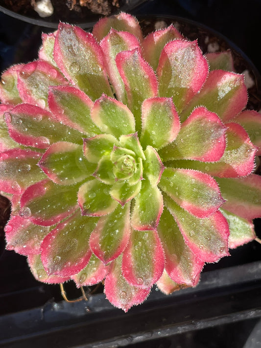 Aeonium Pink Cloud (12cm)