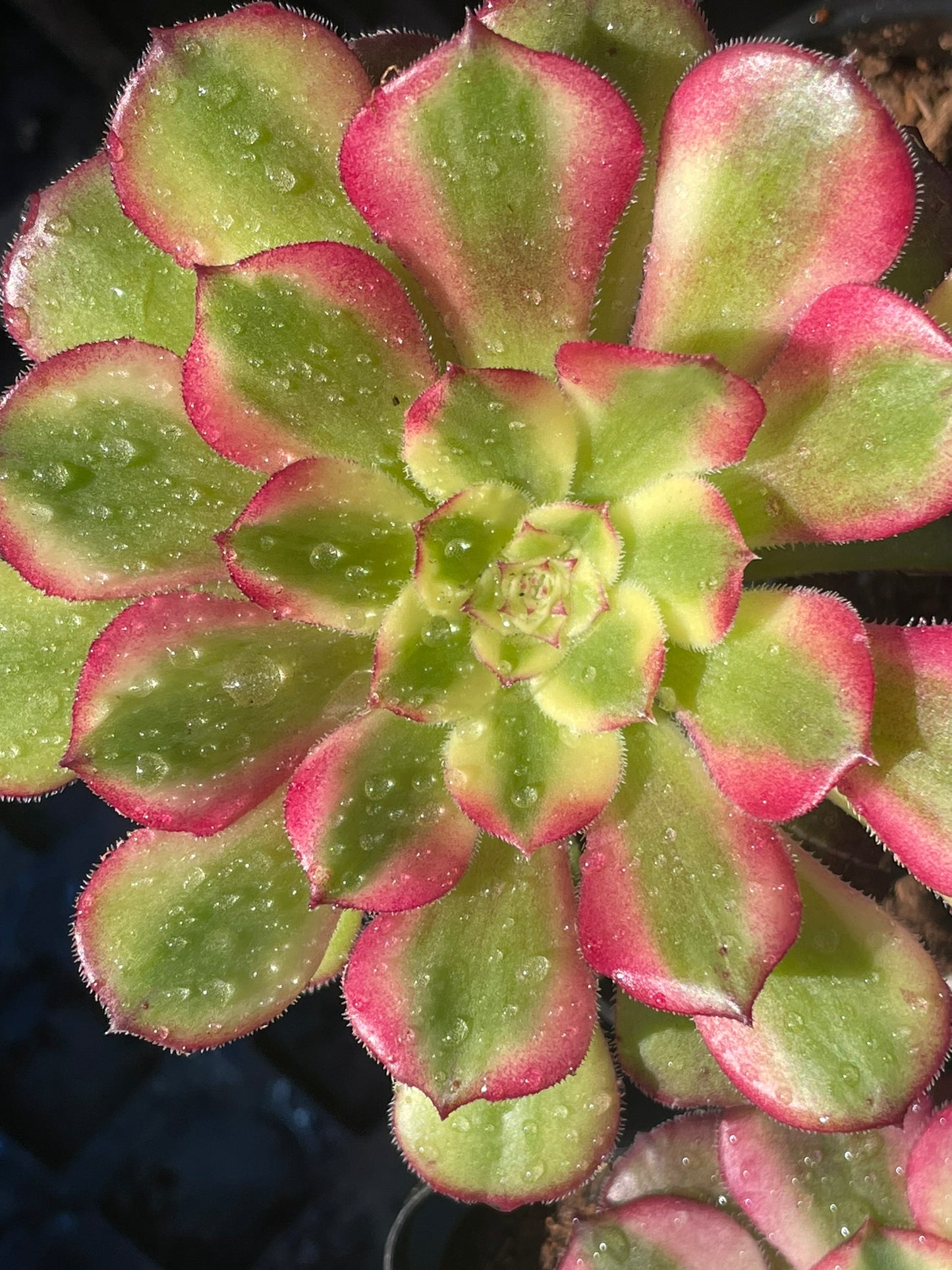 Aeonium Zhurong (12cm)