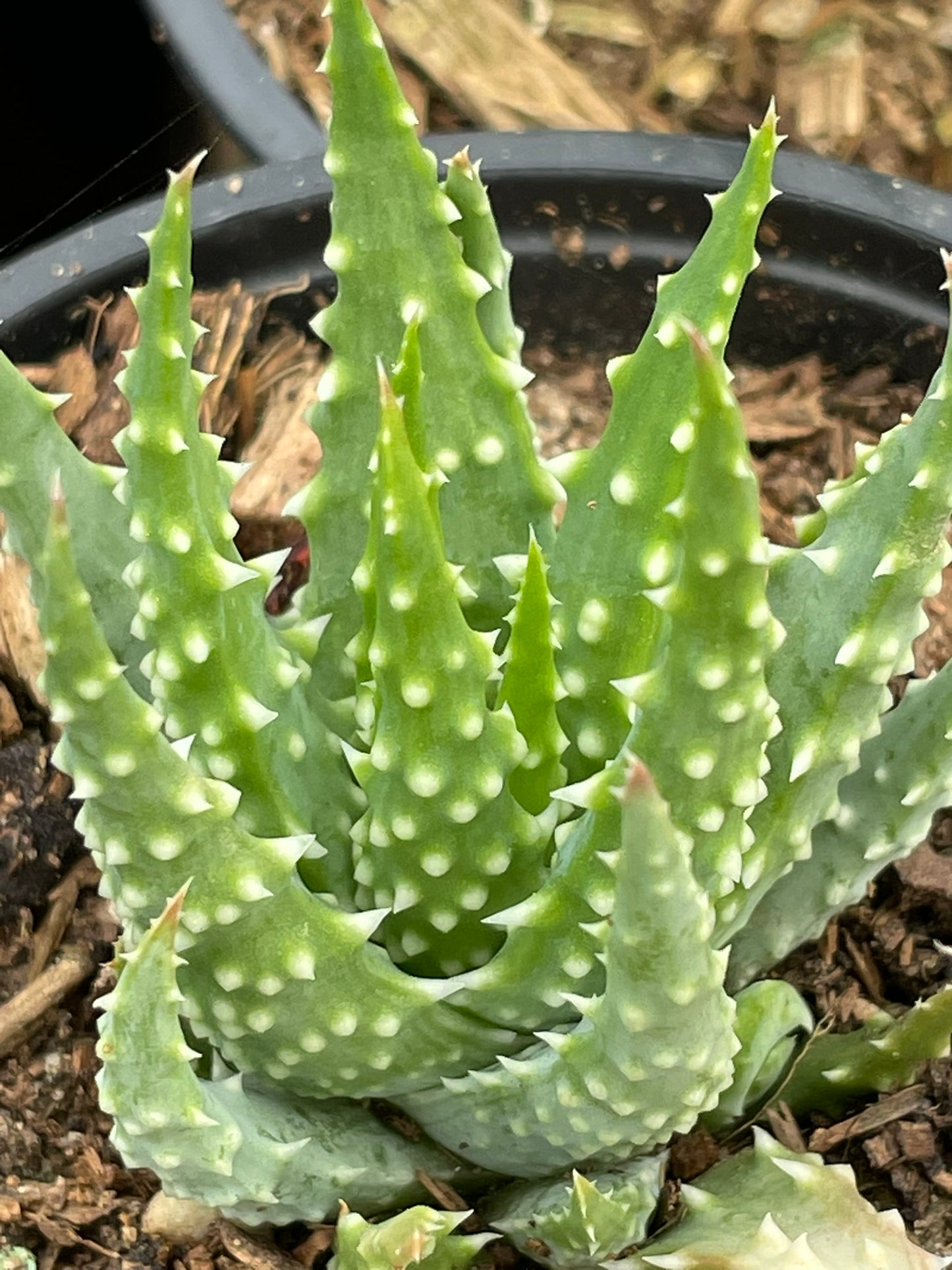 Aloe Humilis (9 cm)
