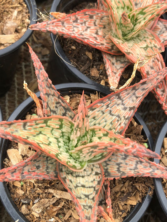 Aloe Pink Blush (9 cm)