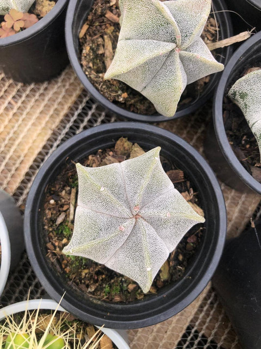 Astrophytum Bishop's Cap (9cm)